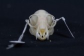 Front view of the delicate white skull of a flying fox, on a black background